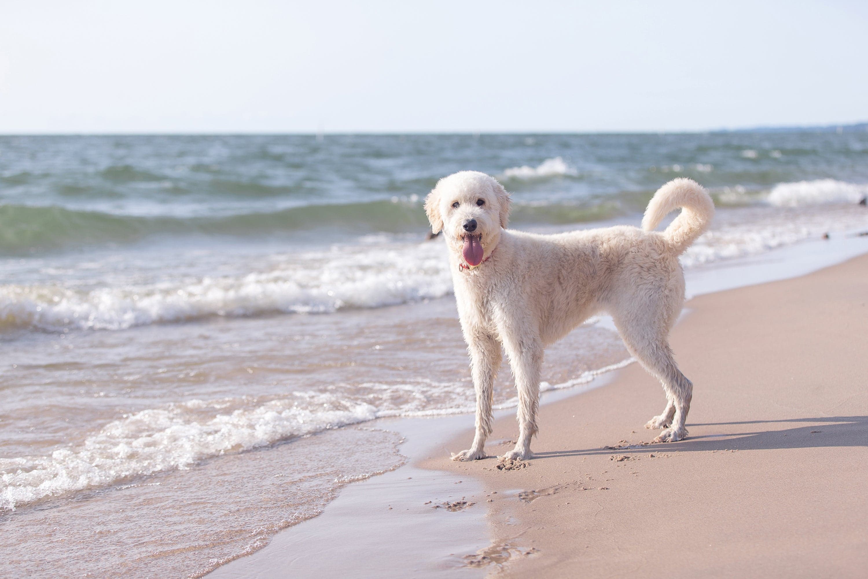 A curly white doodle standing at the water's edge on a Lake Michigan beach